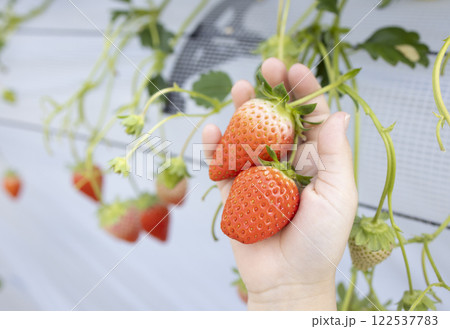 イチゴ狩りを楽しむ女の子 122537783
