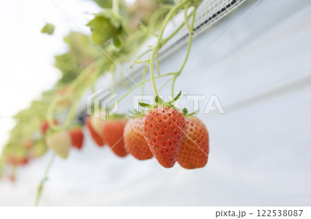 ハウス栽培の苺 ハウス栽培の苺 122538087