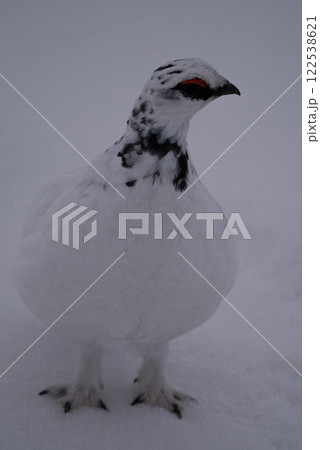 佇む雷鳥 122538621