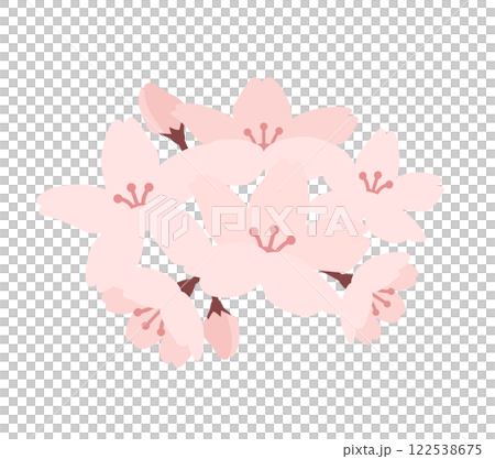 Simple vector illustration of cherry blossoms in full bloom 122538675