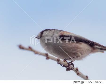 目を閉じたエナガ 122538776