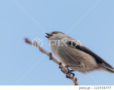鳴いているエナガ 鳴いているエナガ 122538777