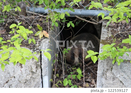 アナグマが溝に潜んでこちらを見てます 122539127