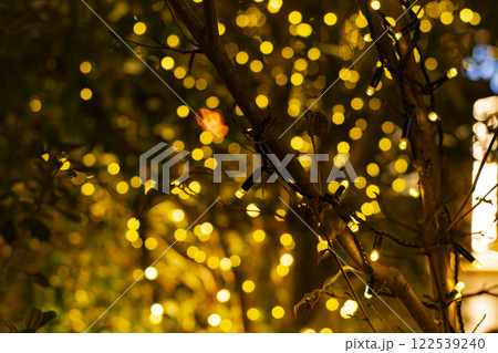 木の根元に灯る木 122539240