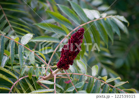 Close-Up of Rhus Typhina with Vibrant Red Cone and Lush Green Leaves. Close-Up of Rhus Typhina with Vibrant Red Cone and Lush Green Leaves. 122539315