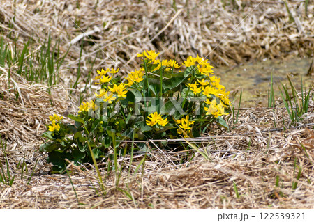 Vibrant Marsh Marigold Blossoms Amidst Dry Grass in a Wetland Habitat. Vibrant Marsh Marigold Blossoms Amidst Dry Grass in a Wetland Habitat. 122539321