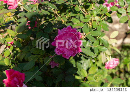 Vivid Double Pink Knock Out Shrub Roses in Bloom Against Lush Green Foliage. 122539338