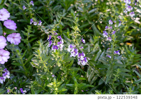 Angelface Wedgwood Blue Summer Angelonia in Full Bloom in a Garden Setting. Angelface Wedgwood Blue Summer Angelonia in Full Bloom in a Garden Setting. 122539348