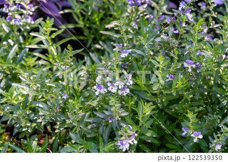 Angelface Wedgwood Blue Summer Angelonia in Full Bloom in a Garden Setting. Angelface Wedgwood Blue Summer Angelonia in Full Bloom in a Garden Setting. 122539350