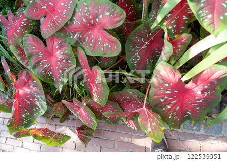 Vibrant Caladium Foliage with Striking Red and Green Leaves in a Garden Setting. 122539351