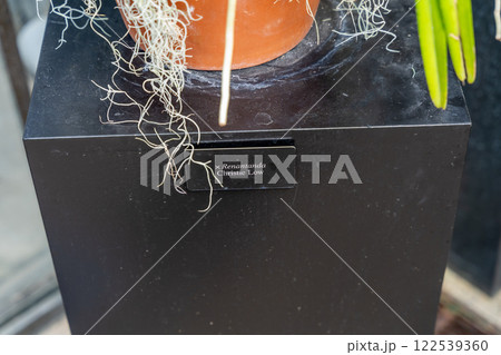 Close-up of Potted Renanmanda Christie Low Plant with Botanical Label. 122539360