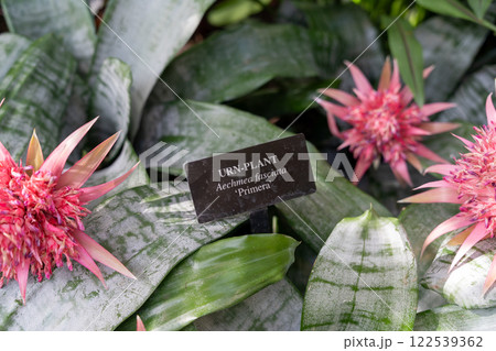 Close-up of Urn Plant with Pink Flowers and Identification Sign. 122539362