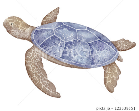 Watercolor sea Turtle with for nursery wall art decorations or baby shower invitations and greeting cards. Drawing of underwater Tortoise in pastel colors for childish design or kids posters Watercolor sea Turtle with for nursery wall art decorations or baby shower invitations and greeting cards. Drawing of underwater Tortoise in pastel colors for childish design or kids posters 122539551