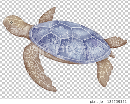 Watercolor sea Turtle with for nursery wall art decorations or baby shower invitations and greeting cards. Drawing of underwater Tortoise in pastel colors for childish design or kids posters Watercolor sea Turtle with for nursery wall art decorations or baby shower invitations and greeting cards. Drawing of underwater Tortoise in pastel colors for childish design or kids posters 122539551
