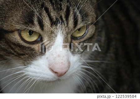 見つめる猫 見つめる猫 122539584