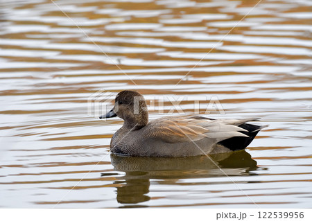 オカヨシガモ 122539956