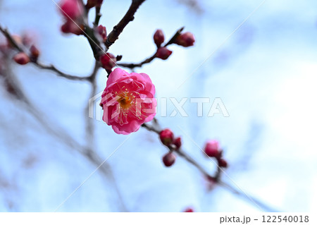 咲き始めた紅梅 122540018