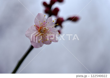 咲き始めた紅梅 122540022