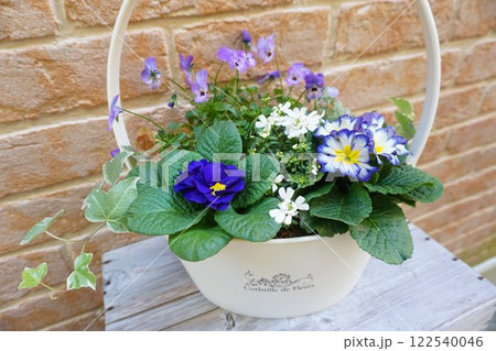 プリムラジュリアンの寄せ植え 122540046