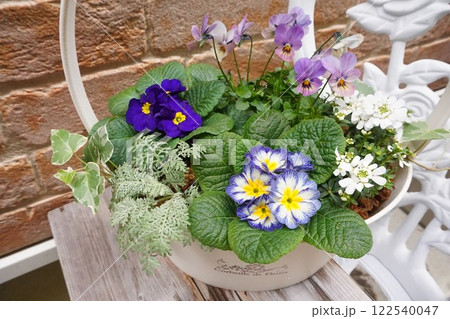プリムラジュリアンの寄せ植え 122540047