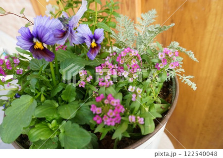 ニュアンスカラーパンジーの寄せ植え ニュアンスカラーパンジーの寄せ植え 122540048