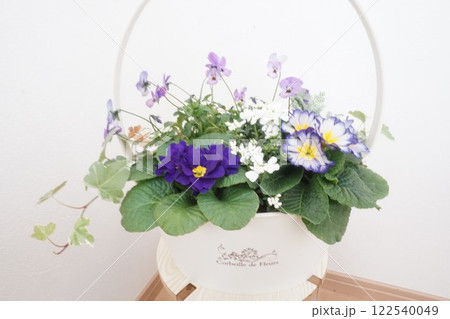 プリムラジュリアンの寄せ植え プリムラジュリアンの寄せ植え 122540049