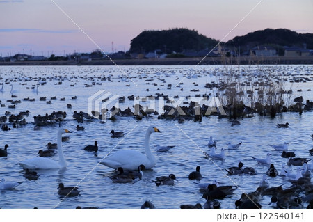 茨城県潮来市　北浦湖畔・白鳥の里 122540141