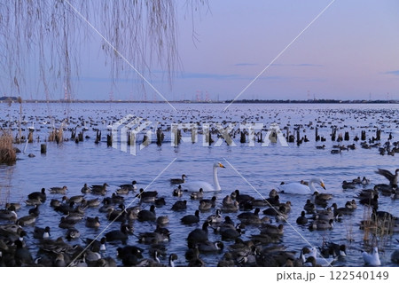 茨城県潮来市 北浦湖畔・白鳥の里 茨城県潮来市 北浦湖畔・白鳥の里 122540149