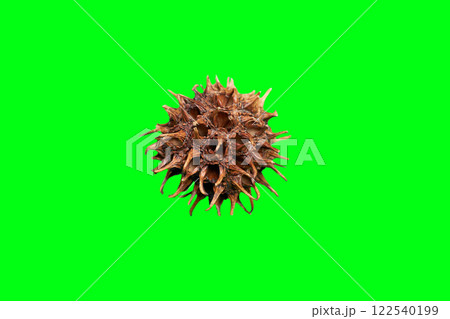 モミジバフウの実の透過素材（植物テクスチャーシリーズ） 122540199