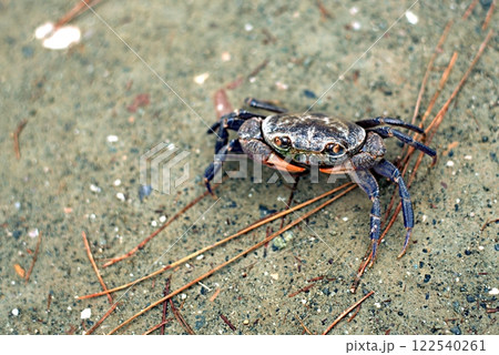 A freshwater crab crossing a sandy path near a mountain river A freshwater crab crossing a sandy path near a mountain river 122540261