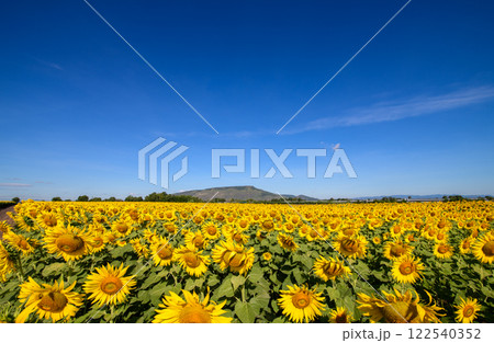 Beautiful sunflower flower blooming in sunflowers field with white cloudy and blue sky. 122540352