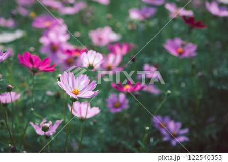 beautiful white cosmos flowers in the farming area. flower field 122540353