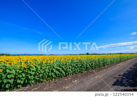 Beautiful sunflower flower blooming in sunflowers field with white cloudy and blue sky. 122540354
