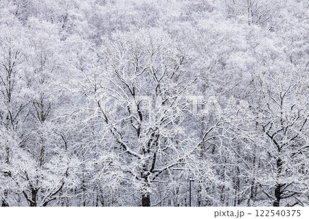 above view of snow-covered oak trees in snowfall 122540375