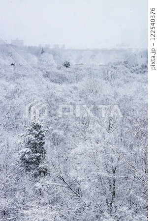 snowfall over trees in forest of park in winter 122540376