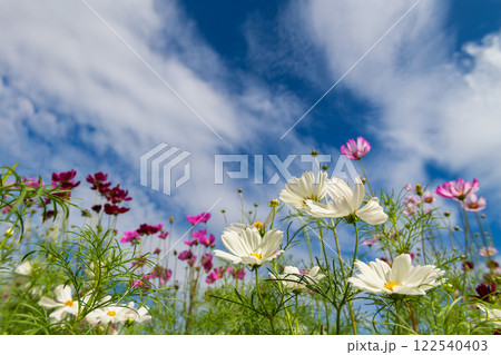 beautiful white and pink cosmos flowers in the farming area. flower field on winter season at Lop buri 122540403