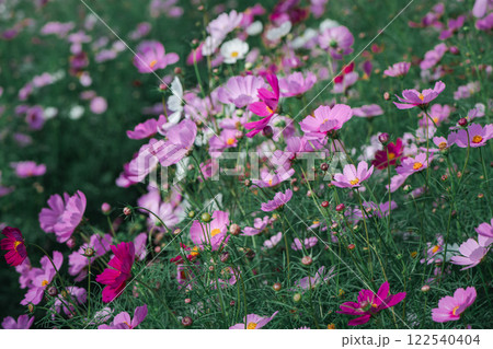beautiful pink cosmos flowers in the farming area. flower field on winter season vintage tone 122540404