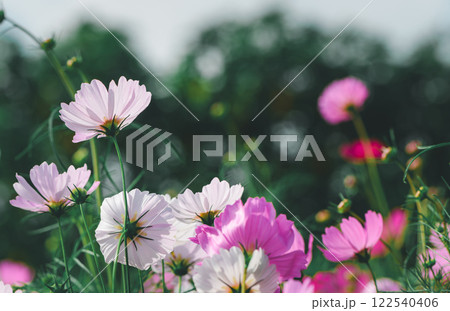 beautiful pink cosmos flowers in the farming area. flower field on winter season.  vintage tone 122540406