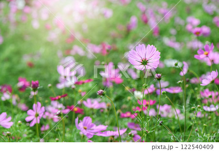 beautiful pink cosmos flowers in the farming area. flower field on winter season with sunlight 122540409