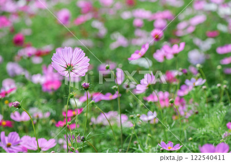 beautiful pink cosmos flowers in the farming area. flower field on winter season at Lop buri, beautiful pink cosmos flowers in the farming area. flower field on winter season at Lop buri, 122540411