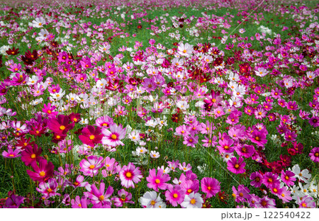 beautiful pink cosmos flowers in the farming area. flower field on winter season at Lop buri, beautiful pink cosmos flowers in the farming area. flower field on winter season at Lop buri, 122540422
