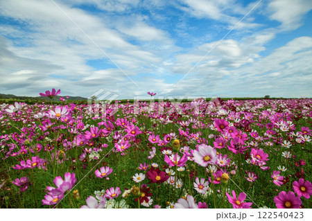 beautiful pink cosmos flowers in the farming area. flower field on winter season at Lop buri, 122540423