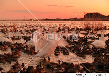 茨城県潮来市　北浦湖畔・白鳥の里 122540693