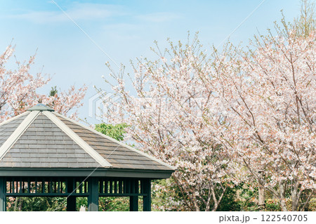 美しい満開の桜と青空 122540705