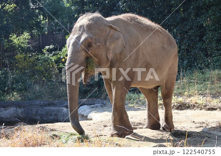 アジアゾウ (インドゾウ) アジアゾウ (インドゾウ) 122540755