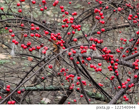 Rock cotoneaster red berries, Latin name Cotoneaster horizontalis Rock cotoneaster red berries, Latin name Cotoneaster horizontalis 122540944