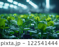 Young seedlings in tray growing fresh greenery farming cultivation agriculture. 122541444