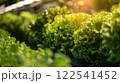 Fresh lettuce close up organic farm produce healthy nutrition food salad preparation. 122541452