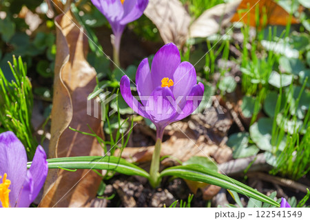 Beautiful purple spring crocuses in the garden in sunny day, floral background, close up, macro Beautiful purple spring crocuses in the garden in sunny day, floral background, close up, macro 122541549