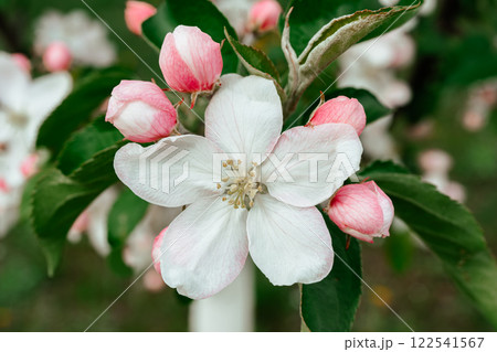 White apple tree flower and pink buds on spring green garden background, macro, close up 122541567